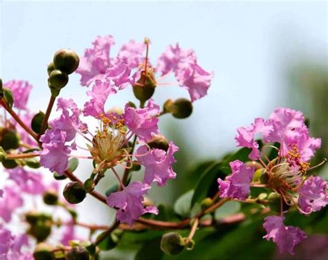 紫薇花種植